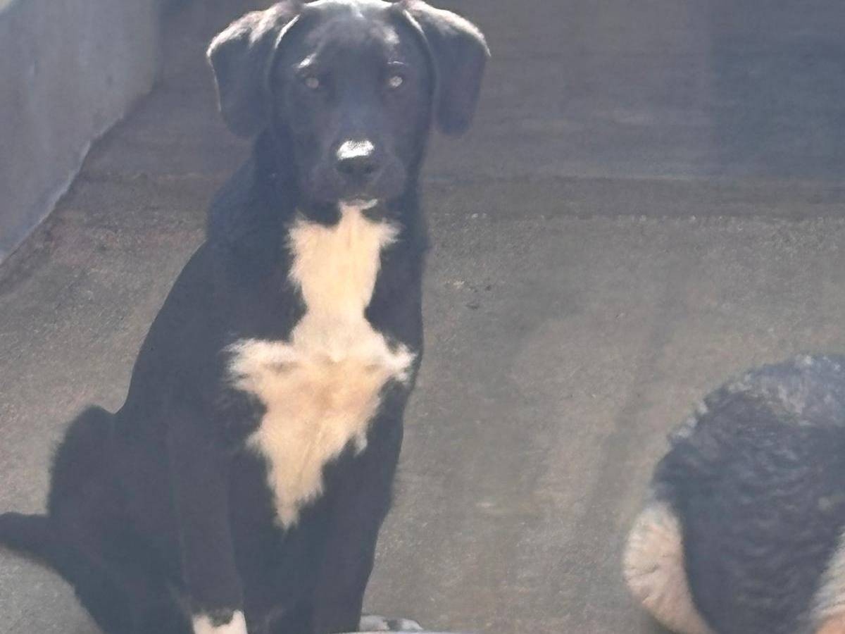 Adotta un cane, taglia grande, maschio, Ragusa