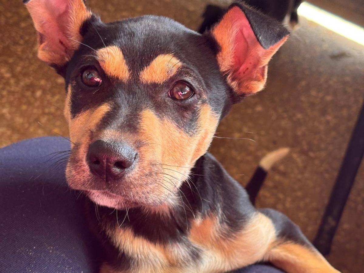 Adotta un cane, femmina, 3 mesi, Ragusa