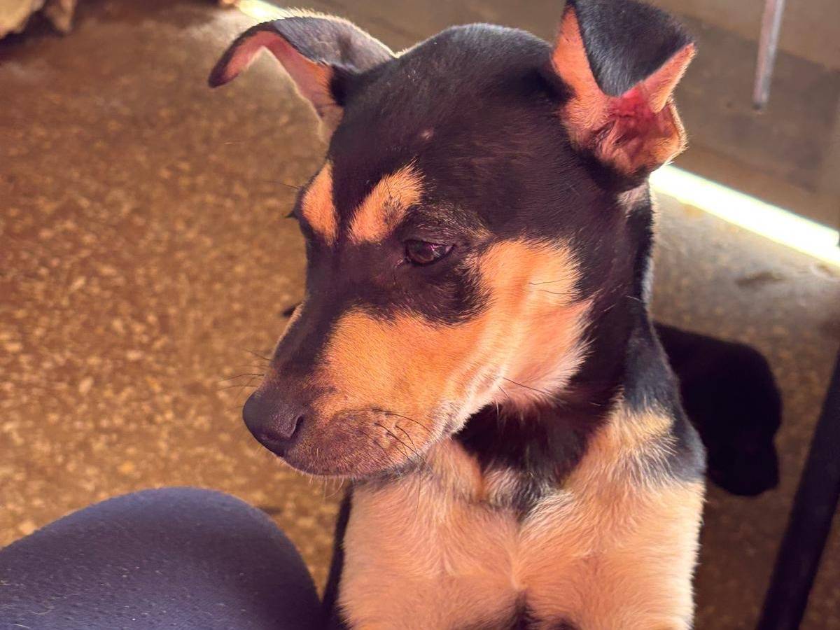 Adotta un cane, taglia grande, femmina, Ragusa