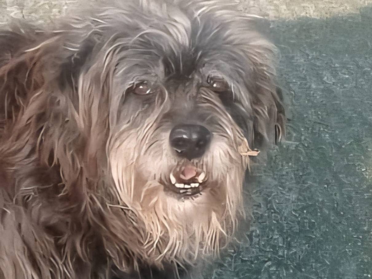 Adozione cane, maschio, Razza sconosciuta Razza sconosciuta, 10 anni, taglia grande, Caserta