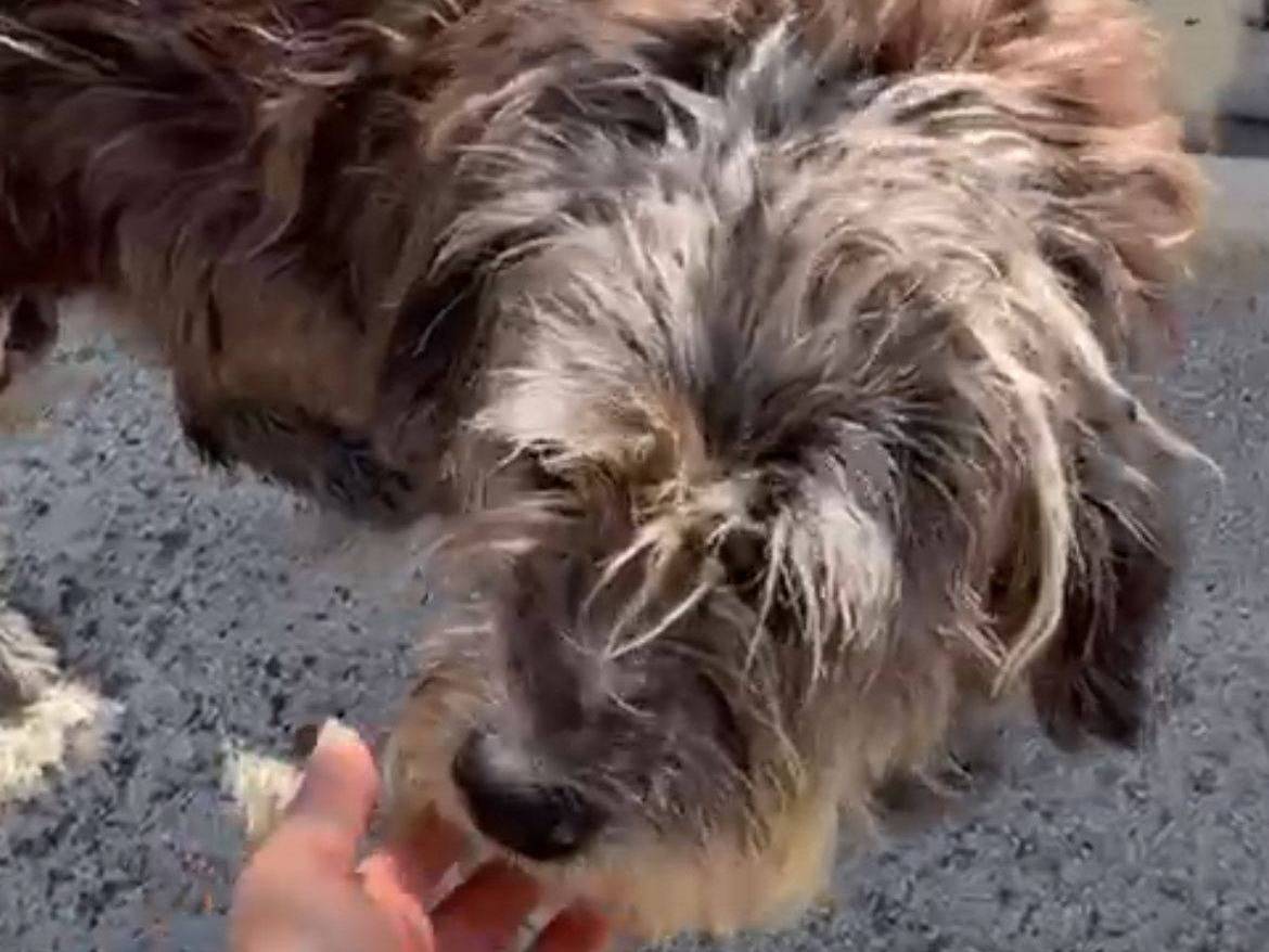 Adotta un cane, maschio, 10 anni, Caserta