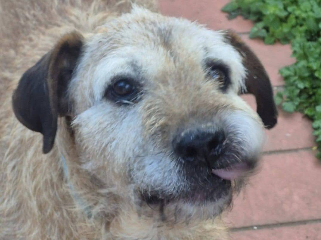 Adozione cane, maschio, Razza sconosciuta Razza sconosciuta, 10 anni, taglia media, Roma