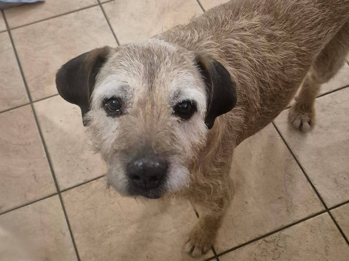 Adotta un cane, maschio, 10 anni, Roma