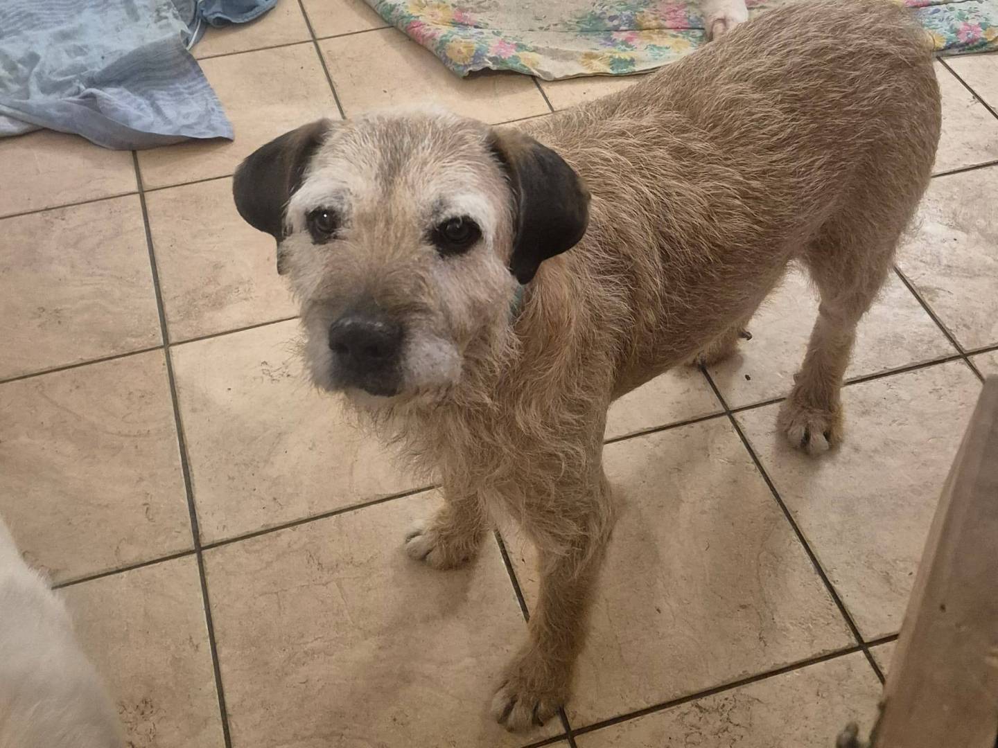 Adotta un cane, taglia media, maschio, Roma