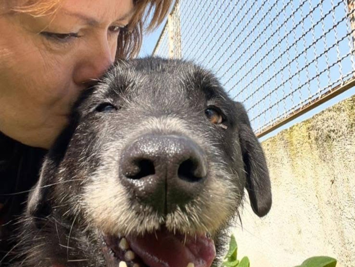Adozione cane, maschio, Spinone Razza sconosciuta, 7 anni e 8 mesi, taglia media, Caserta