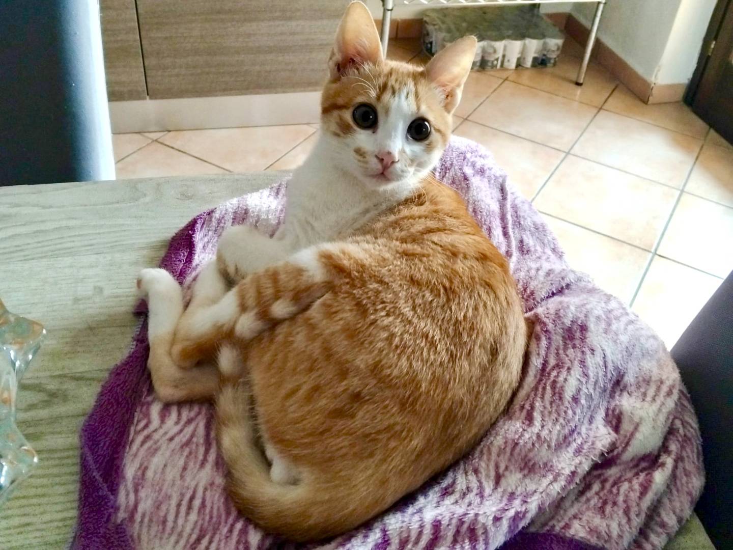 Adotta il gatto Moreno a Caserta