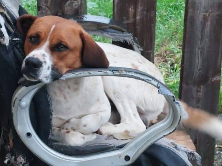 Adotta un cane, maschio, 1 anno e 7 mesi, Caserta