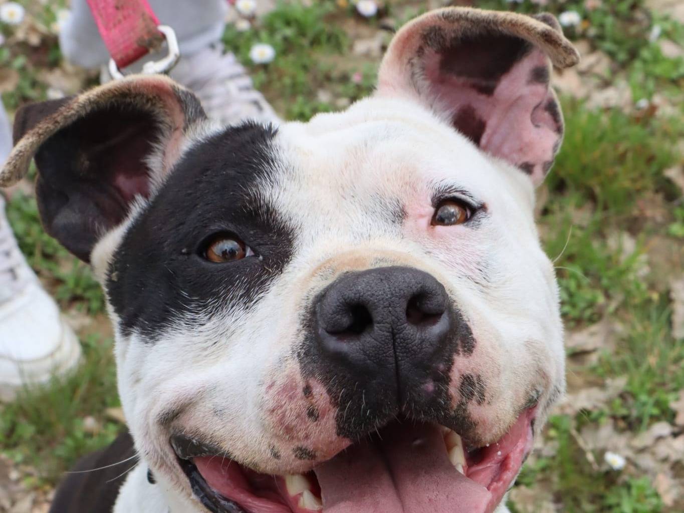 Adozione cane, femmina, Amstaff Razza sconosciuta, 6 anni e 5 mesi, taglia grande, Pisa