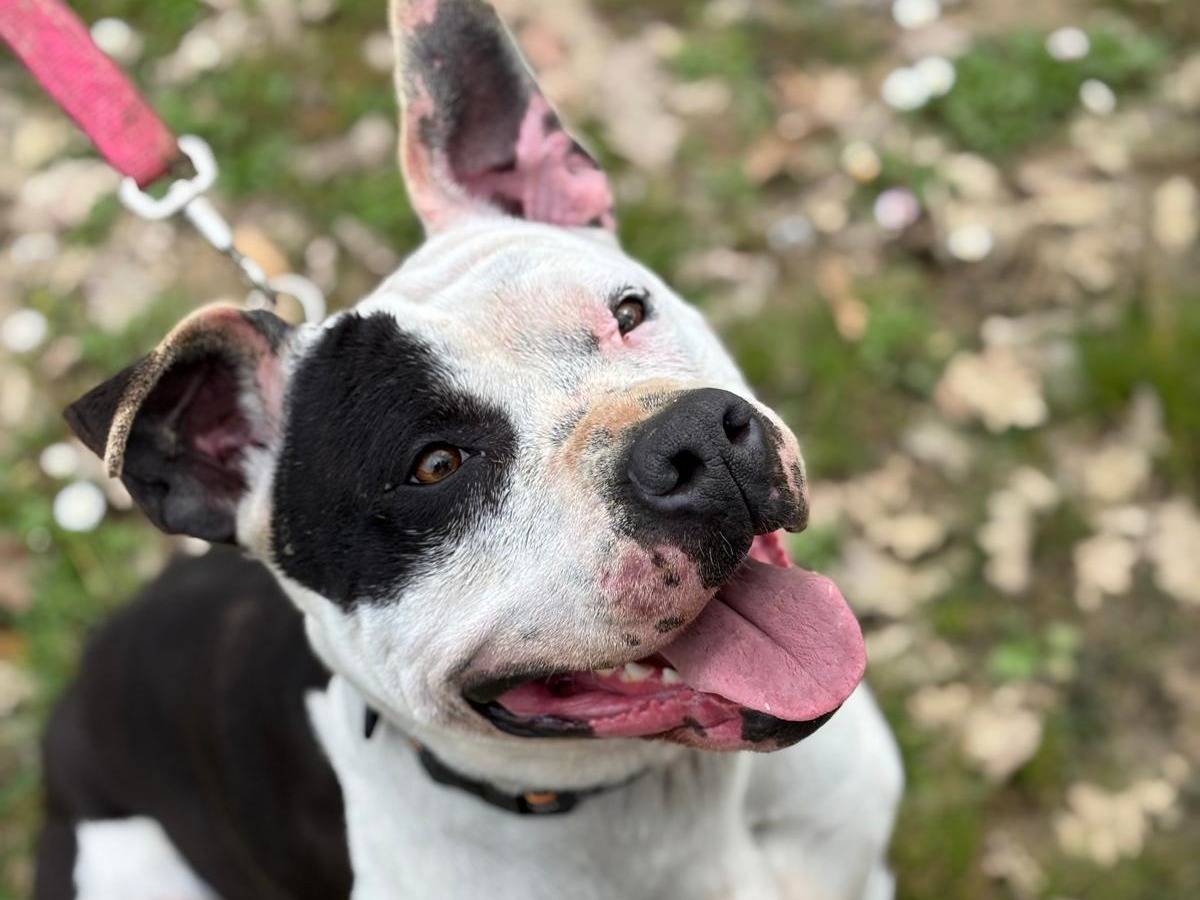 Adotta un cane, femmina, 6 anni e 5 mesi, Pisa