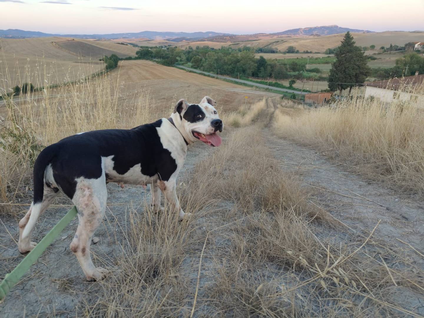 Adotta un cane, taglia grande, femmina, Pisa