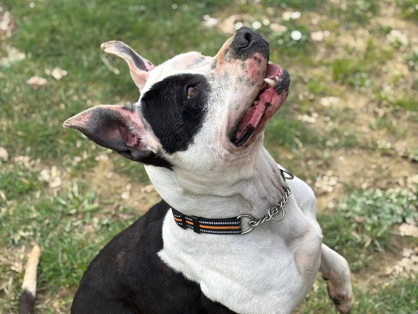 Vuoi adottare un cane a Pisa?