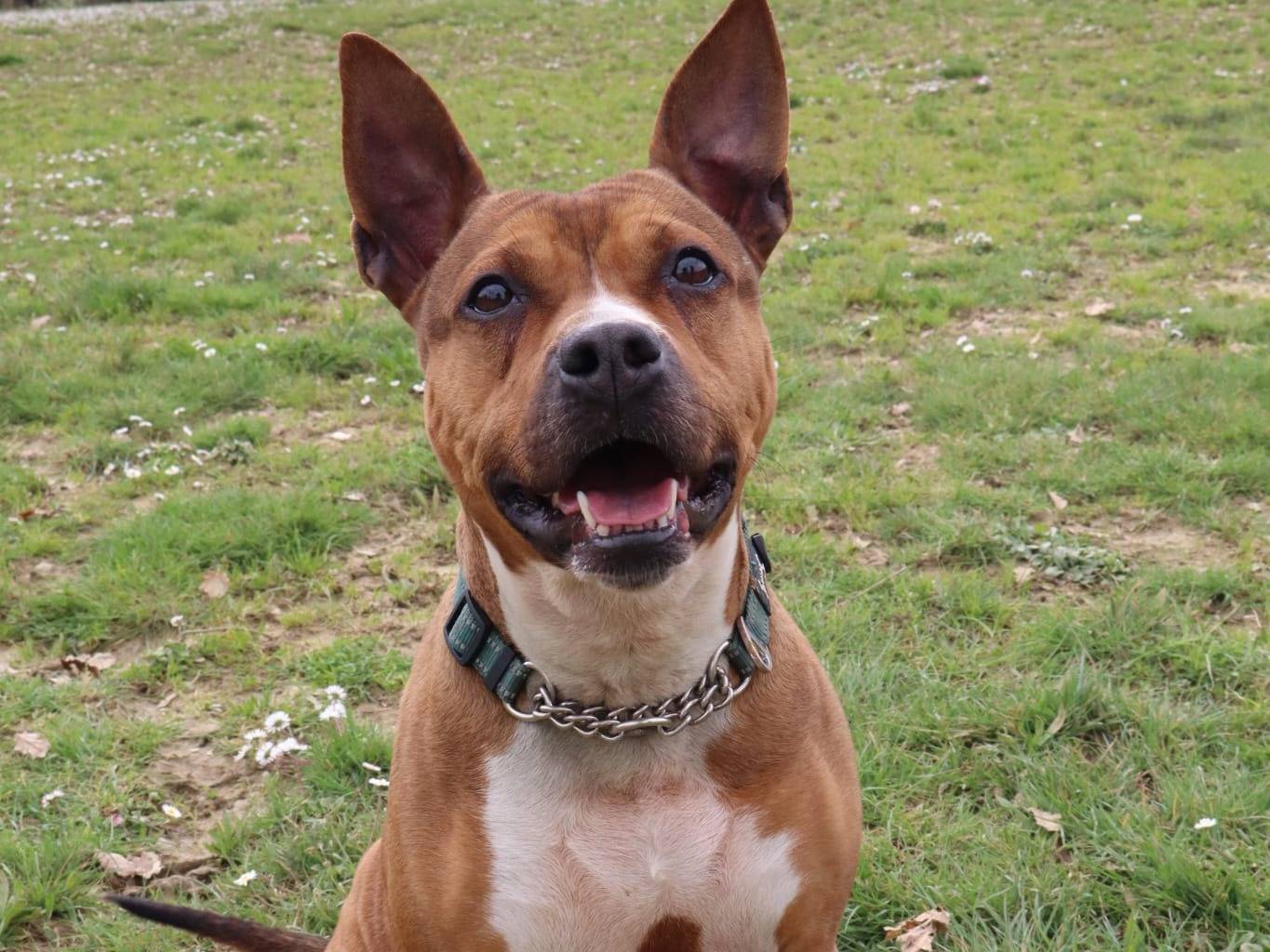 Adotta un cane, femmina, 6 anni e 1 mese, Pisa