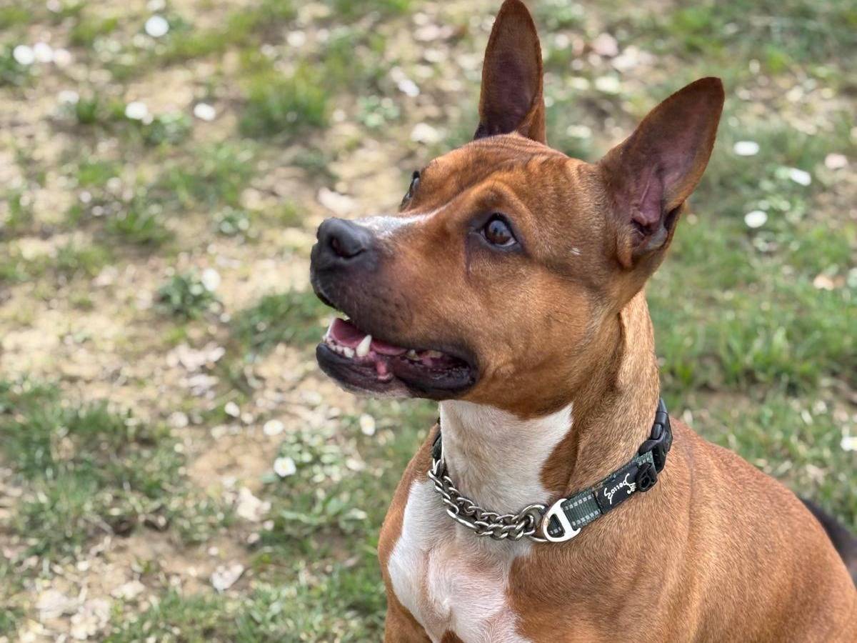 Adotta un cane, taglia media, femmina, Pisa