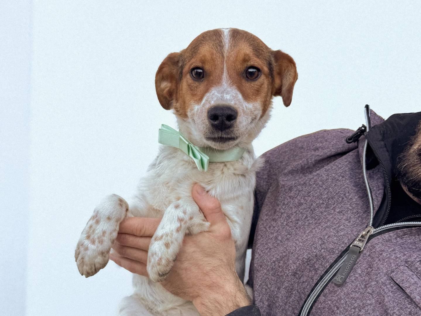 Adozione cane, femmina, Razza sconosciuta Razza sconosciuta, 7 mesi, taglia piccola, Caserta