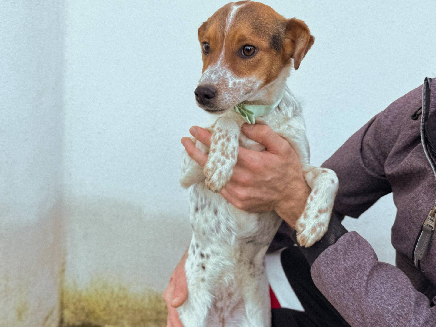 Adotta un cane, femmina, 7 mesi, Caserta