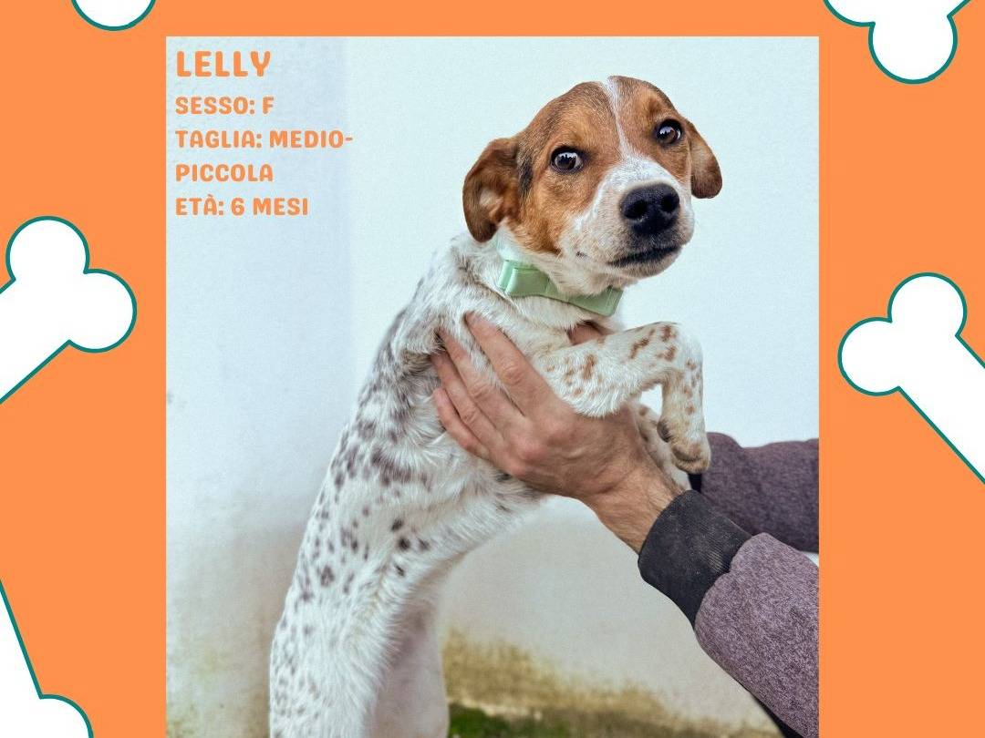 Adotta un cane, taglia piccola, femmina, Caserta