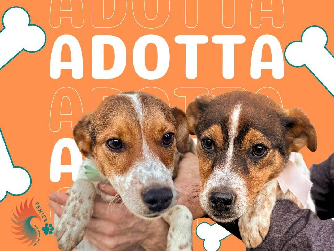 Vuoi adottare un cane a Caserta?