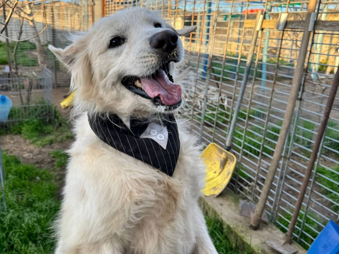 Adozione cane, maschio, Pastore maremmano Razza sconosciuta, 11 mesi, taglia gigante, Caserta