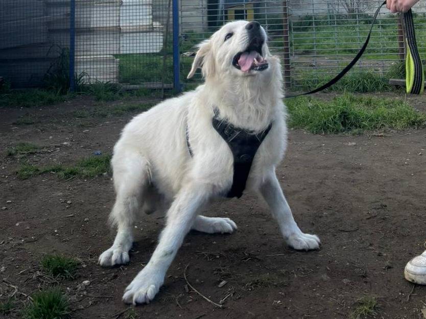 Adotta un cane, taglia gigante, maschio, Caserta