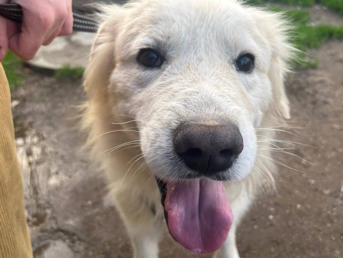 Vuoi adottare un cane a Caserta?