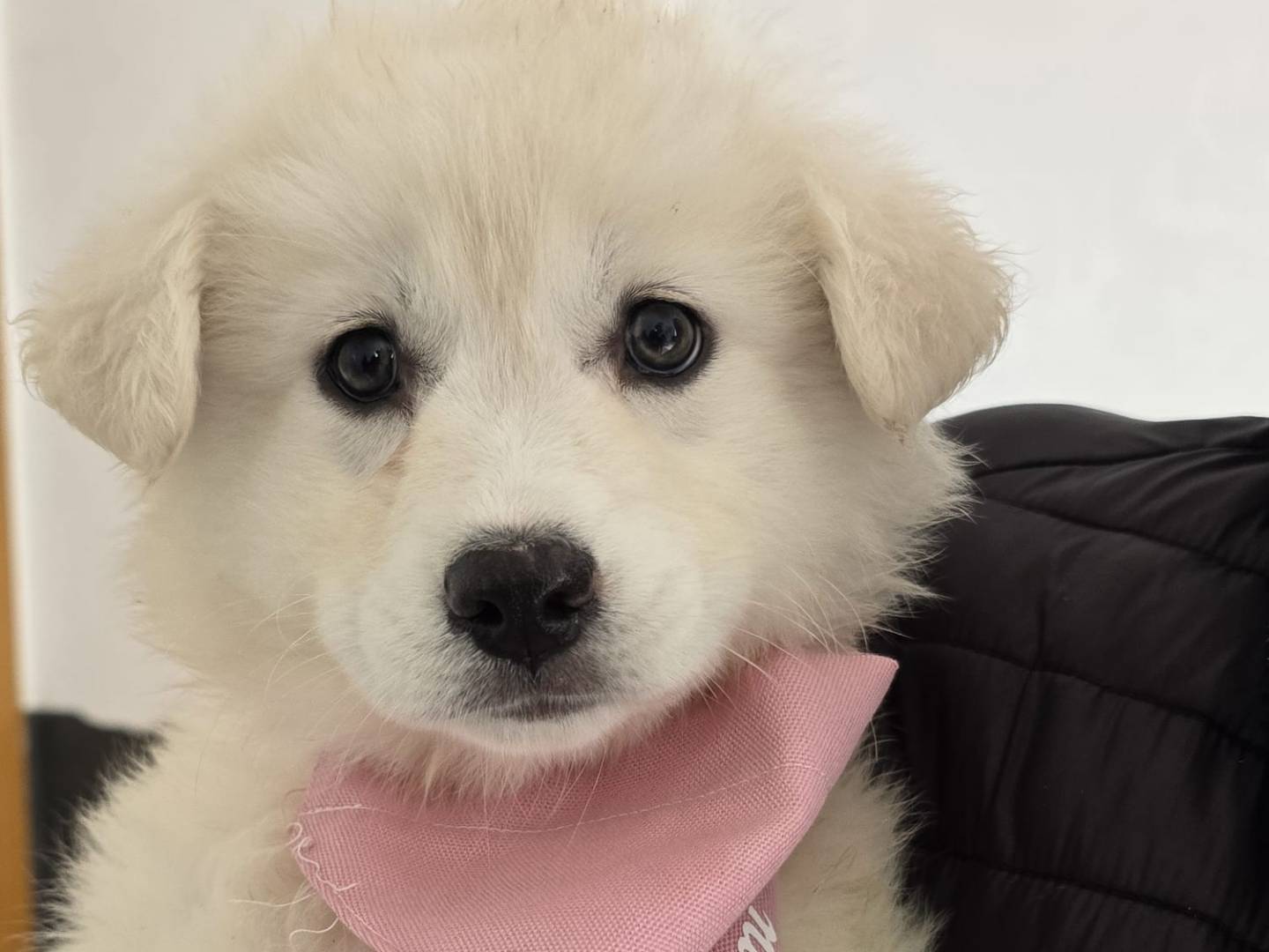 Adozione cane, femmina, Pastore maremmano Razza sconosciuta, 2 mesi, taglia media, Taranto