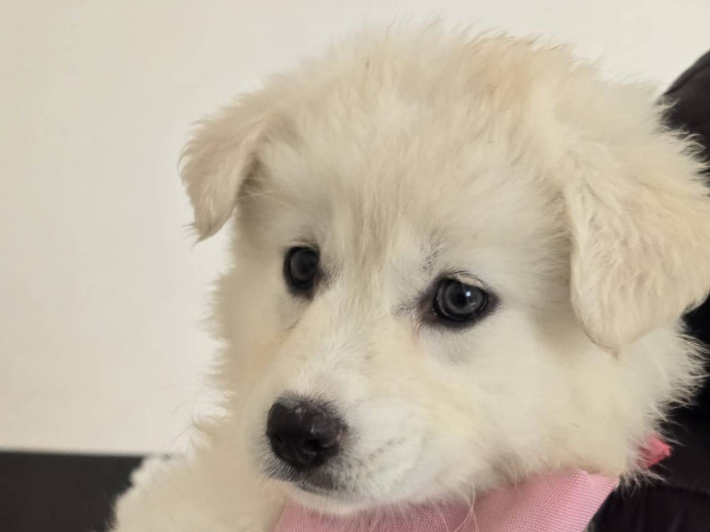 Adotta un cane, femmina, 2 mesi, Taranto