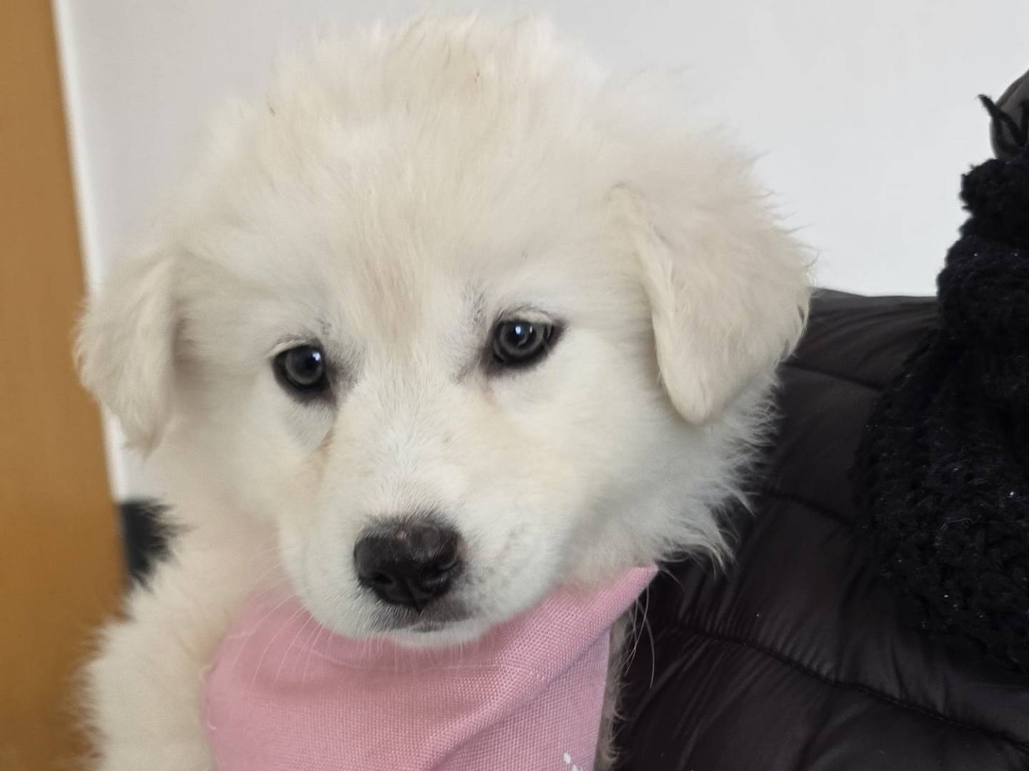 Adotta un cane, taglia media, femmina, Taranto