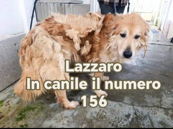 Adozione cane, maschio, Razza sconosciuta Razza sconosciuta, 6 anni e 5 mesi, taglia media, Cosenza