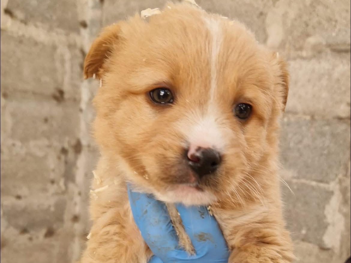 Adozione cane, maschio, Razza sconosciuta Razza sconosciuta, 3 mesi, taglia media, Foggia