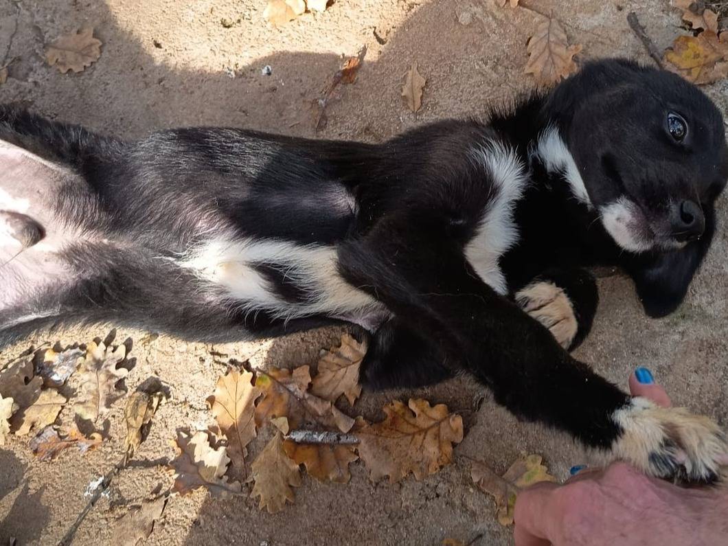 Vuoi adottare un cane a Varese?