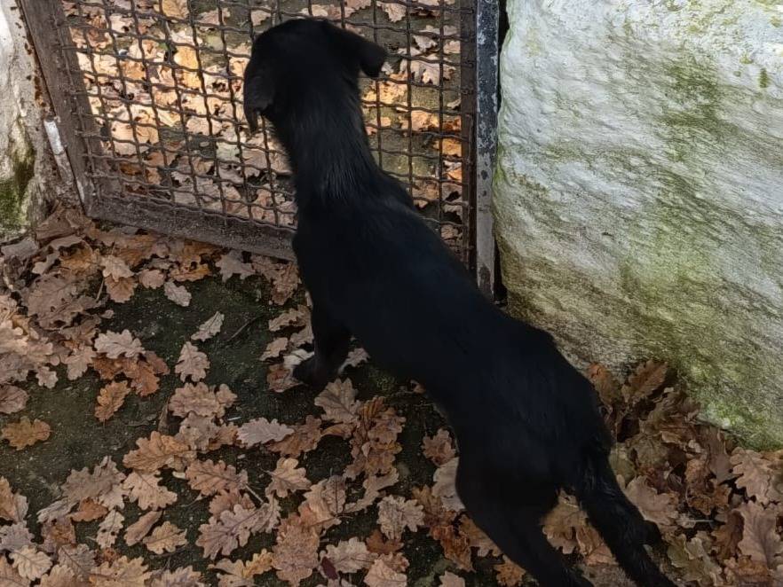 Adotta il cane UNA MAMMA PER NOIR a Varese