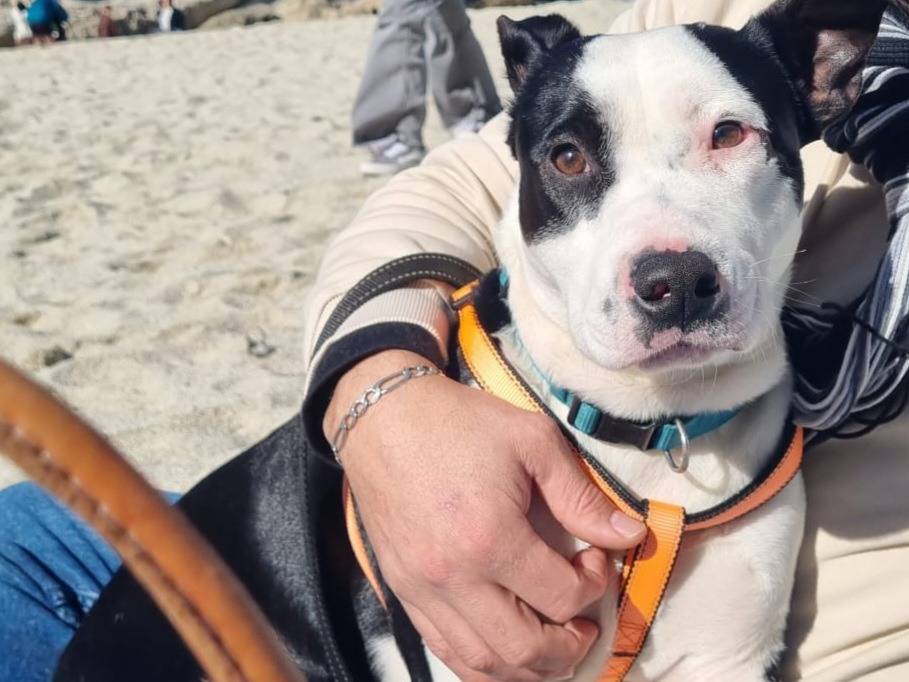 Adozione cane, maschio, Amstaff Razza sconosciuta, 1 anno, taglia media, Genova