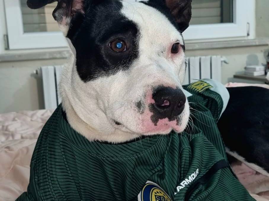 Adotta un cane, taglia media, maschio, Genova