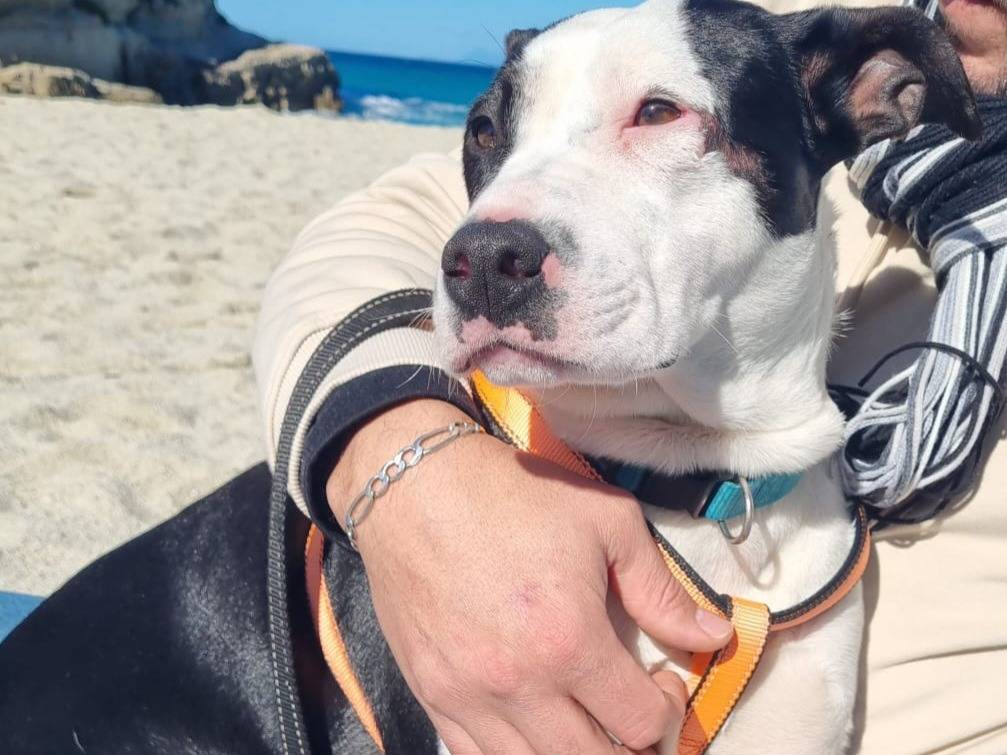 Vuoi adottare un cane a Genova?