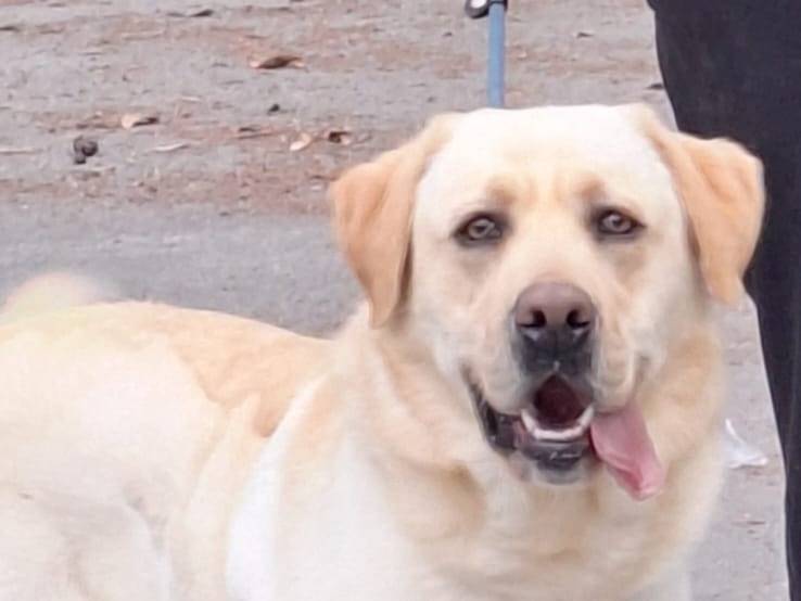 Adozione cane, maschio, Labrador Retriever Razza sconosciuta, 3 anni e 6 mesi, taglia gigante, Chieti