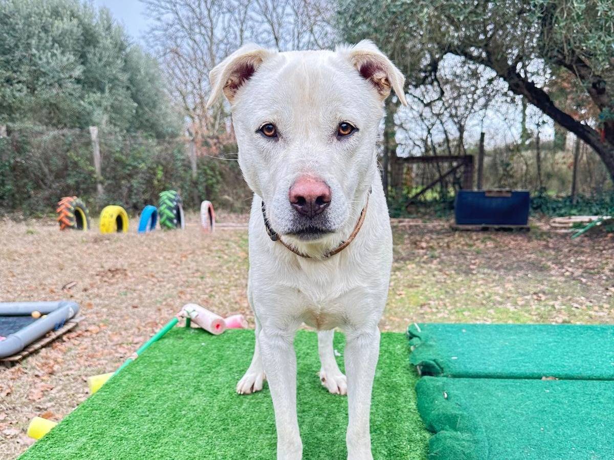 Adozione cane, maschio, Razza sconosciuta Razza sconosciuta, 2 anni e 1 mese, taglia media, Roma