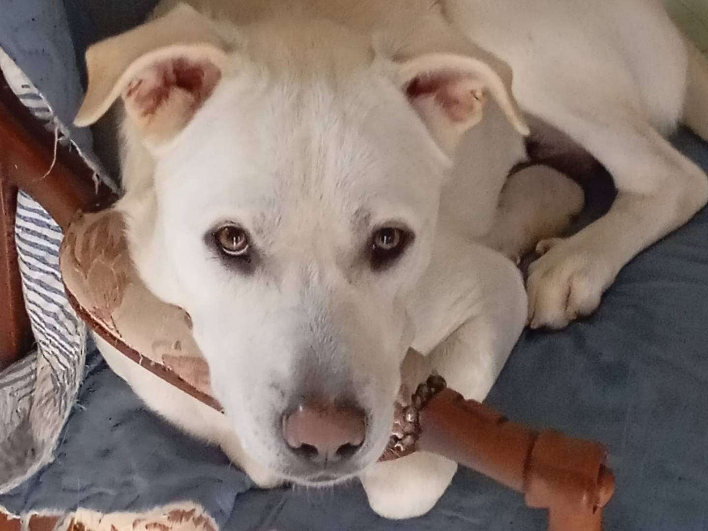 Adotta un cane, maschio, 2 anni e 1 mese, Roma