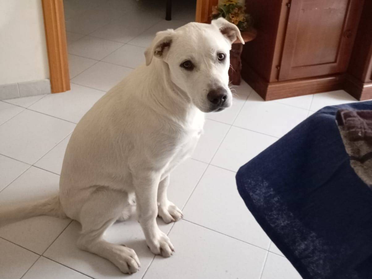 Adotta un cane, taglia media, maschio, Roma