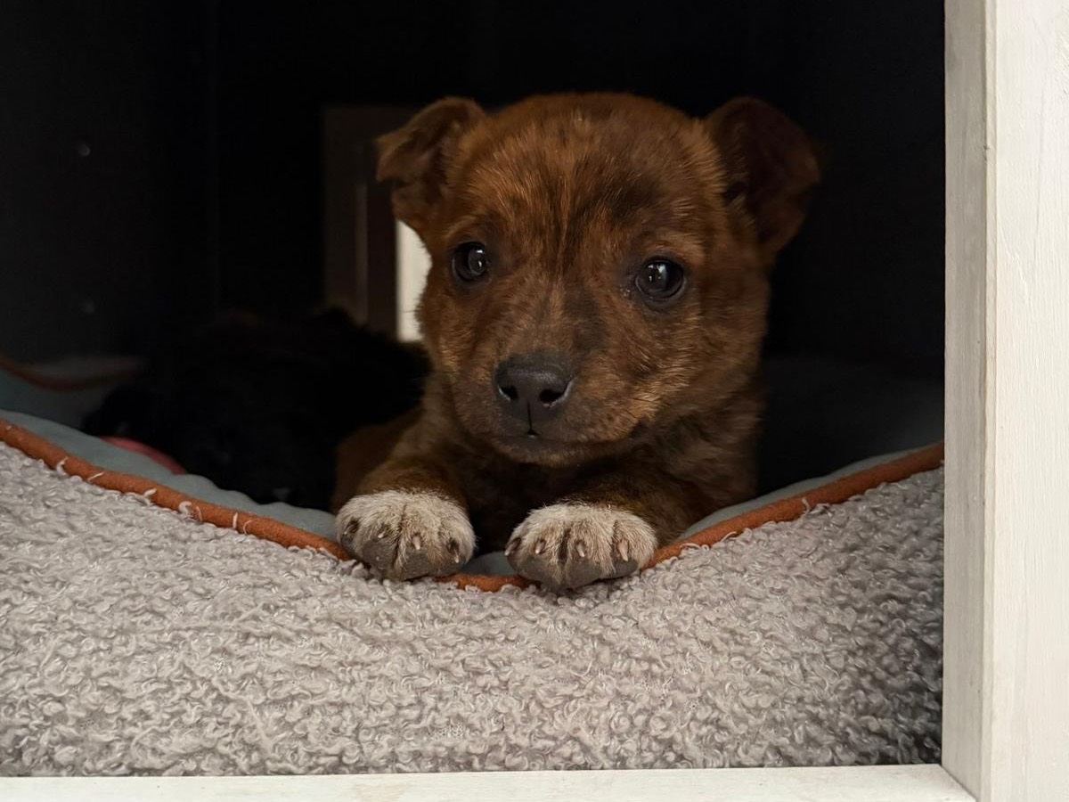 Adozione cane, femmina, Razza sconosciuta Razza sconosciuta, 2 mesi, taglia piccola, Salerno