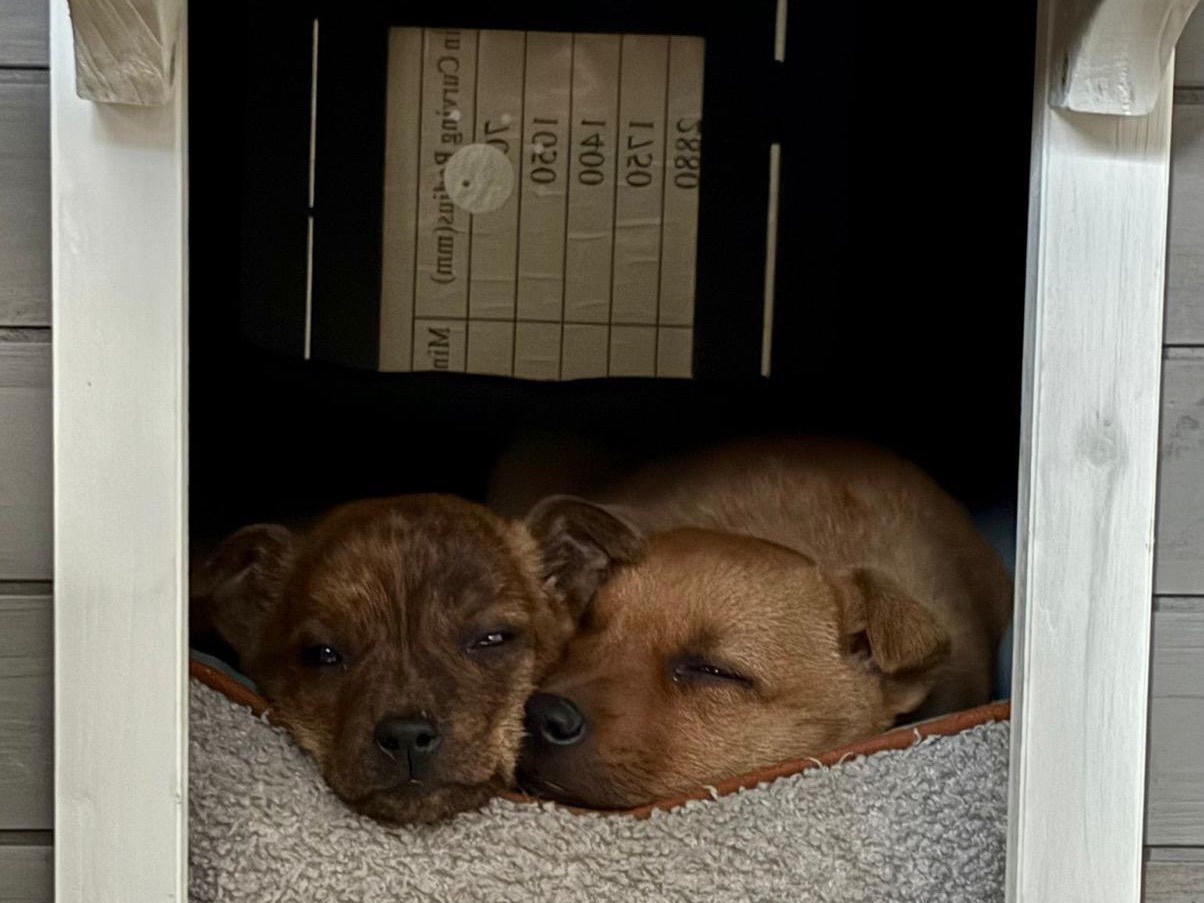 Adotta un cane, femmina, 2 mesi, Salerno