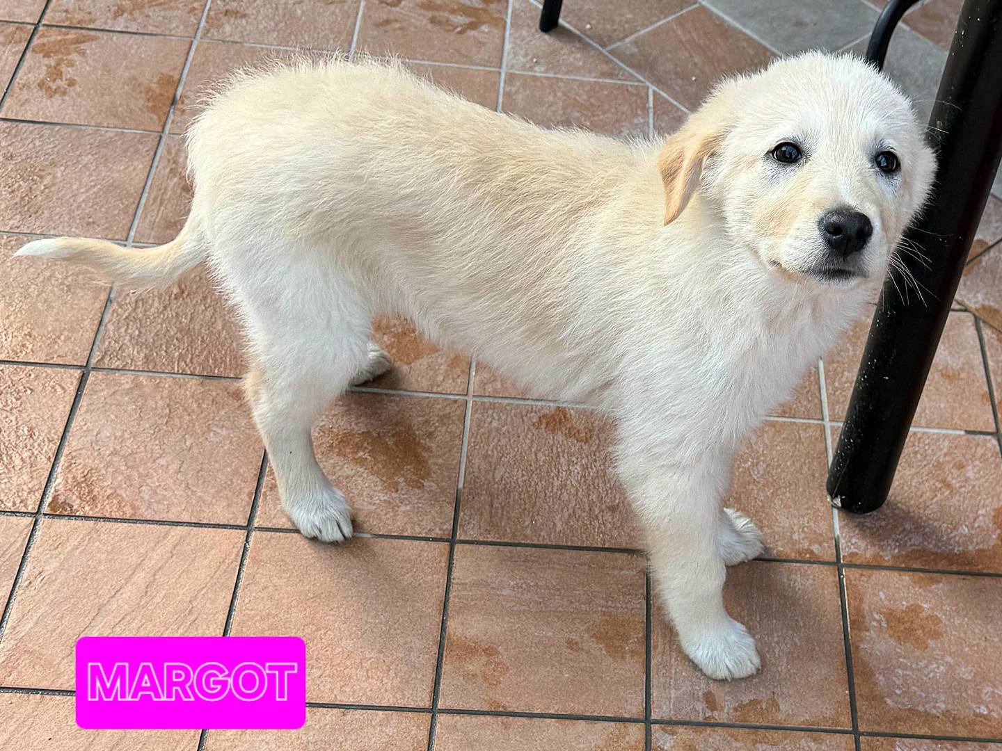 Adozione cane, femmina, Razza sconosciuta Razza sconosciuta, 3 mesi, taglia media, Teramo