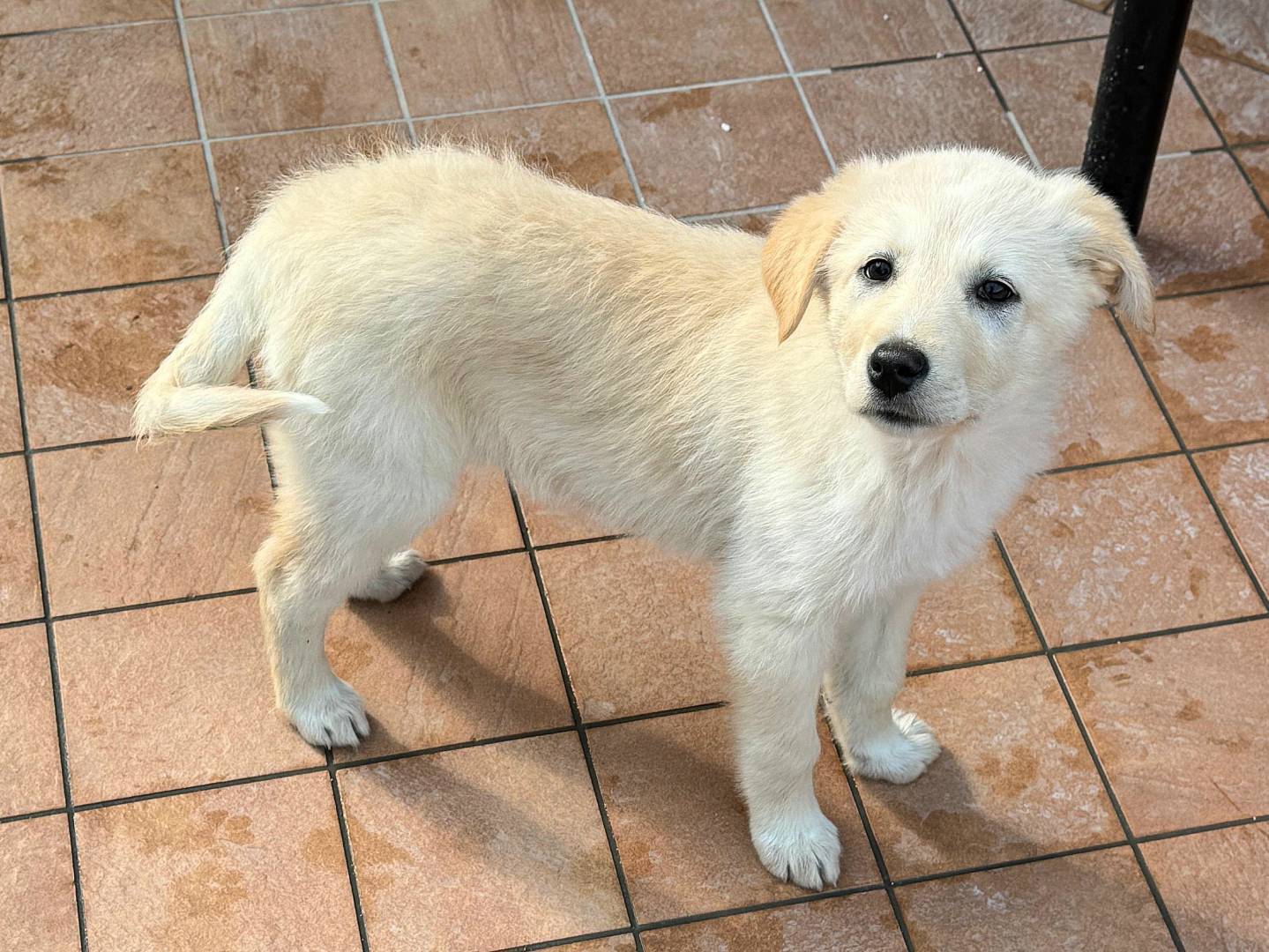 Adotta un cane, femmina, 3 mesi, Teramo