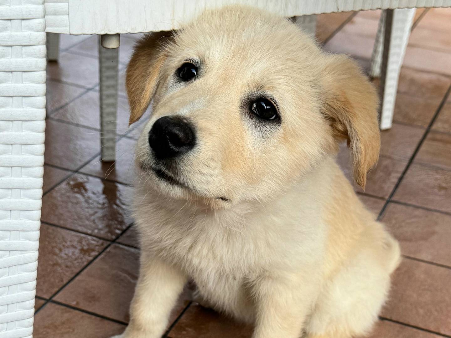 Adotta un cane, taglia media, femmina, Teramo