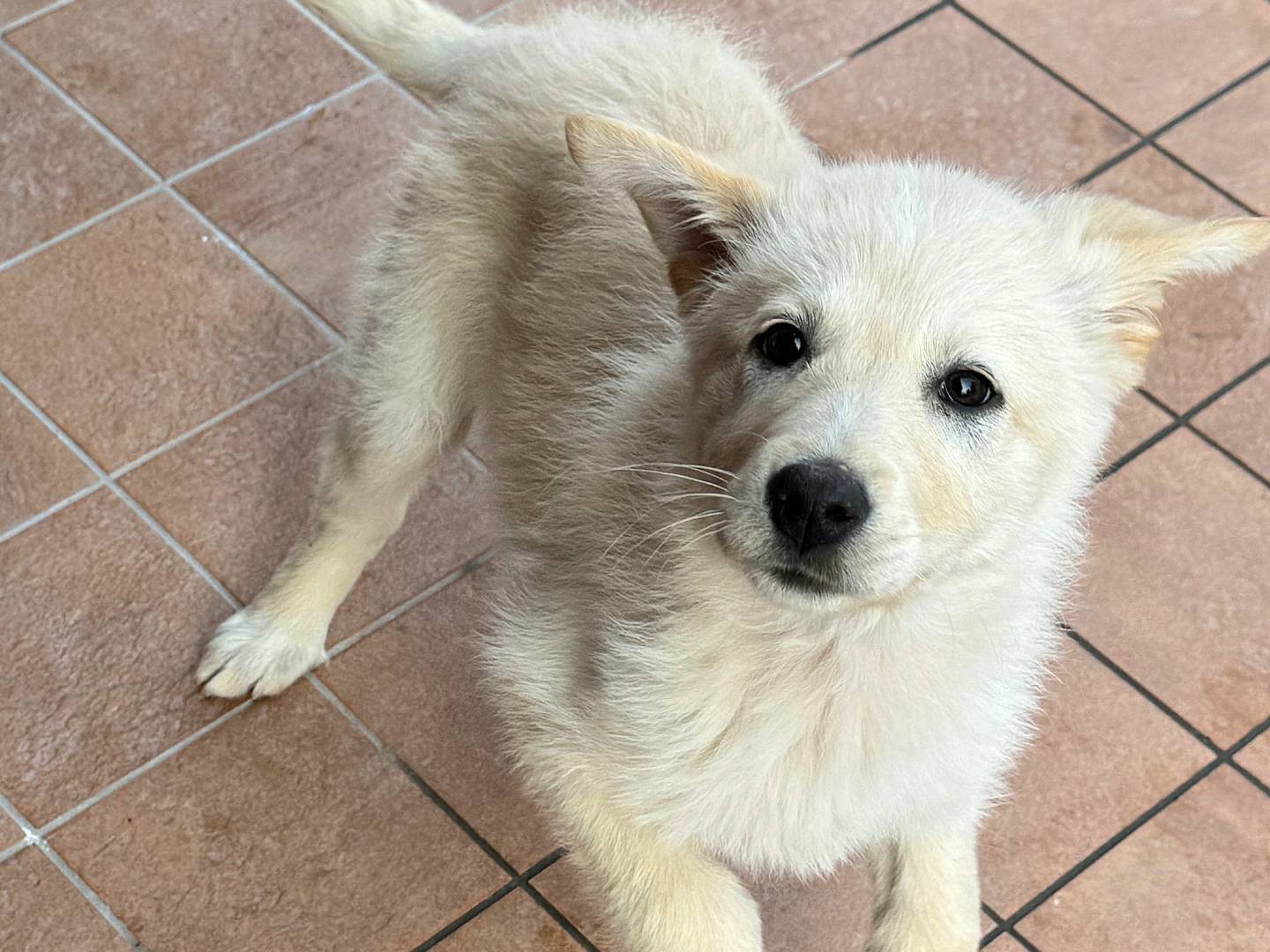 Vuoi adottare un cane a Teramo?