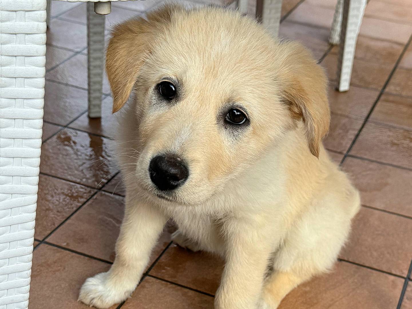 Adotta il cane Margot a Teramo