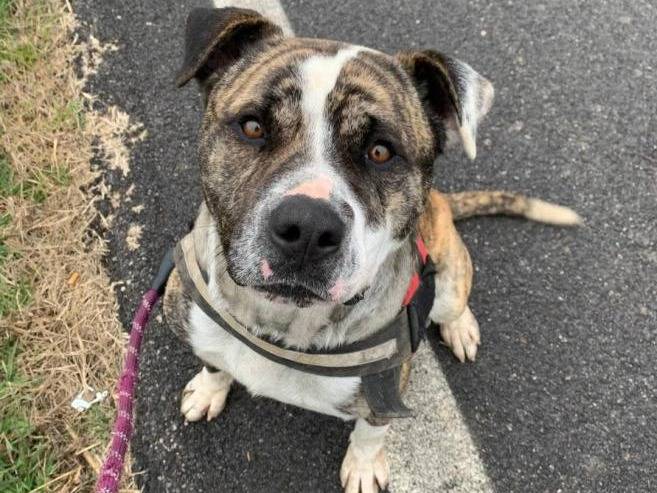 Adozione cane, maschio, American Staffordshire Terrier Razza sconosciuta, 2 anni e 2 mesi, taglia media, Brescia