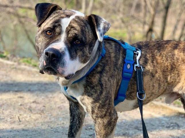 Adotta un cane, maschio, 2 anni e 2 mesi, Brescia