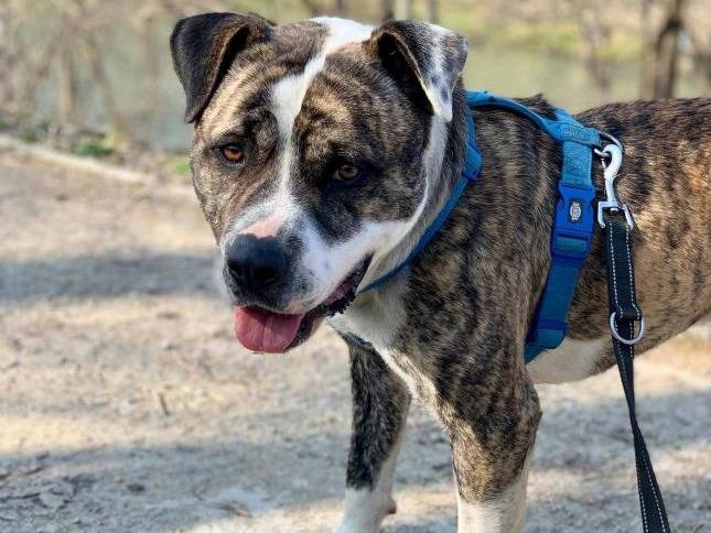 Adotta un cane, taglia media, maschio, Brescia