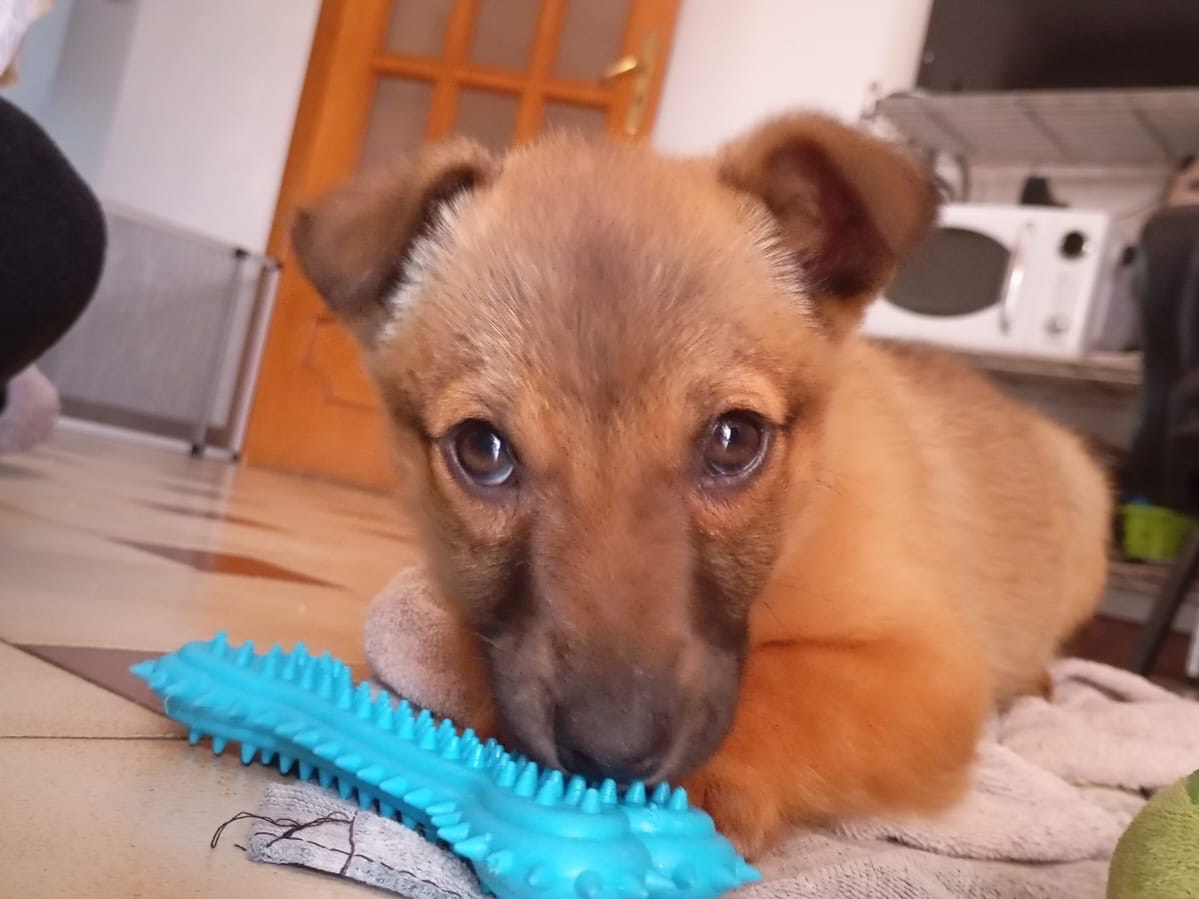 Adozione cane, maschio, Razza sconosciuta Razza sconosciuta, 4 mesi, taglia piccola, Matera