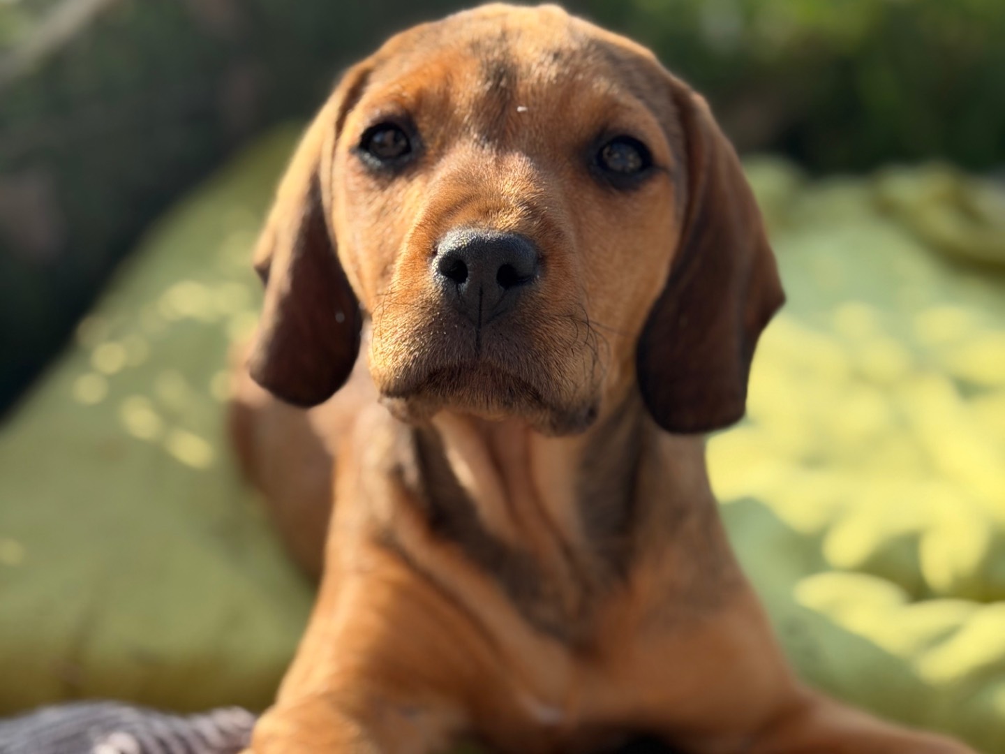 Adotta un cane, maschio, 3 mesi, Matera